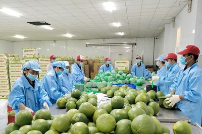 Vĩnh Long mở rộng diện tích bưởi da xanh cho thị trường xuất khẩu
