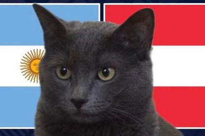 Mèo 'tiên tri' dự đoán thế nào về trận Argentina vs Áo?