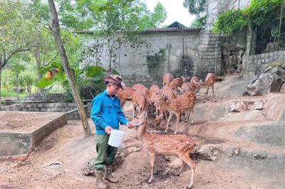 Hiệu quả từ những mô hình kinh tế ở Cẩm Thạch
