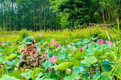 Chuyển đổi đất lúa kém hiệu quả sang trồng sen