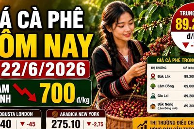 Giá cà phê hôm nay 22/6: Trong nước và thế giới cùng đỏ sàn