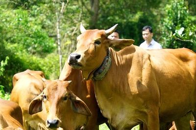 Đột phá chăn nuôi thông minh nhờ gắn định vị GPS cho đàn bò