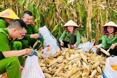 Tuổi trẻ Công an xã Bảo Thắng: Giúp dân thu hoạch mùa vàng