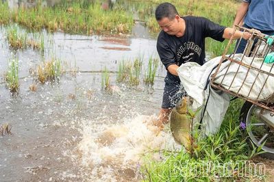 Triển khai mô hình luân canh 'Một vụ lúa, một vụ cá' tại xã Lâm Thao