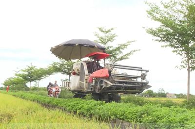 Nhân rộng mô hình sản xuất lúa hữu cơ trên địa bàn Thủ đô