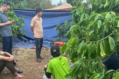 Phát hiện thi thể người phụ nữ trong rẫy cà phê ở Đắk Lắk lúc nửa đêm: Bàng hoàng hung thủ gây án