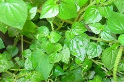 Rau càng cua – từ loài 'rau dại' đến lựa chọn xanh trong xu hướng hữu cơ