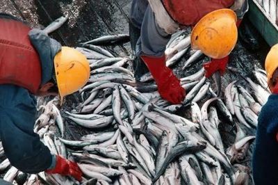 Châu Á tăng cường giám sát tàu cá nhưng vẫn bỏ ngỏ quyền lợi lao động ngư nghiệp