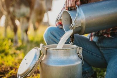 Sữa tươi chưa tiệt trùng gia tăng sức hút bất chấp cảnh báo rủi ro sức khỏe