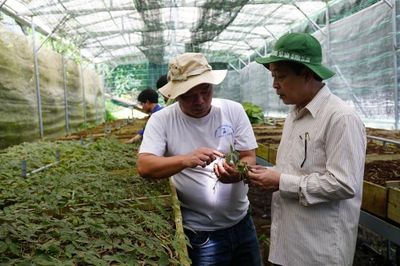 Đà Nẵng tổ chức hội thảo khoa học quốc tế về sâm Ngọc Linh
