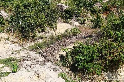 Nhiều khúc mắc pháp lý trong vụ 2,27ha rừng bị mất
