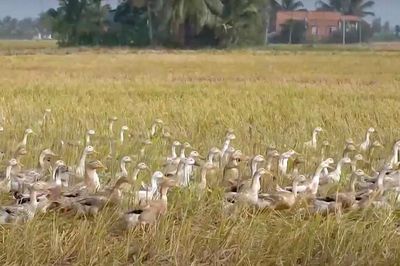 Xuất hiện ổ dịch cúm gia cầm H5N1 tại Đồng Tháp