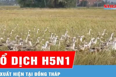 Xuất hiện ổ dịch cúm gia cầm H5N1 tại Đồng Tháp
