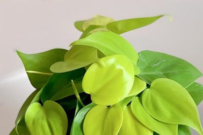 3 loại cây phong thủy được dân công sở yêu thích vì ý nghĩa thu hút tài vận