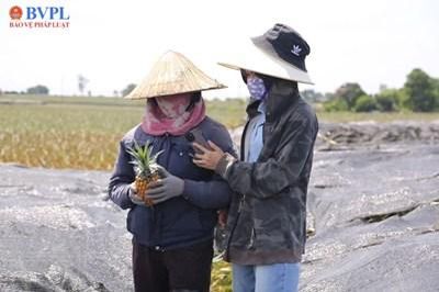 Dứa chín vàng đồi, nỗi lo 'chín đỏ'