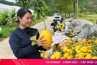 Dưa lưới chín vàng, nông dân phấn khởi thu hoạch