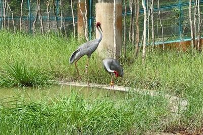 Sếu đầu đỏ thích nghi tốt, Đồng Tháp tiếp tục đón thêm 6 cá thể mới