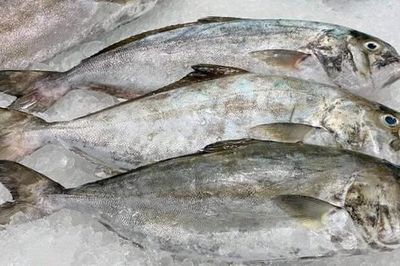 Loài cá nghe tên 'ngượng đỏ mặt' - Đặc sản độc đáo bổ dưỡng với giá đắt đỏ vẫn được 'săn lùng'