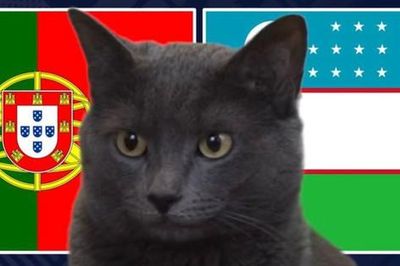 Mèo 'tiên tri' dự đoán trận Bồ Đào Nha vs Uzbekistan: Không biết nói dối