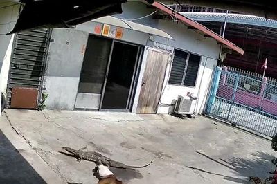 Thằn lằn dài hơn 1,2m đột nhập nhà dân, bị chó truy đuổi đến tận kênh