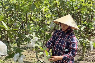 Chủ động các giải pháp chống hạn, bảo vệ cây ăn quả