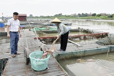 Giá bán giảm, thời tiết khắc nghiệt gây áp lực kép lên người nuôi cá lồng ở Bắc Ninh