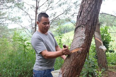 'Lộc rừng' từ nhựa thông