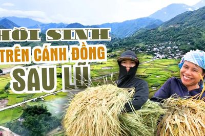 Hồi sinh trên cánh đồng sau lũ