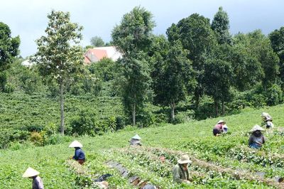 Khoai lang giống - Hướng làm giàu của nông dân Lâm Đồng