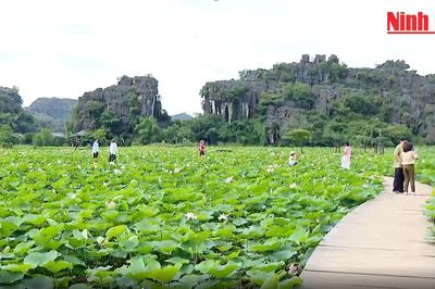 Ấn tượng mùa sen Hang Múa