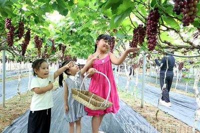 Check-in nông trại nho sạch Sông Lô