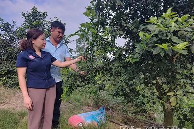 Chanh hàng hóa - hướng đi mới ở Bằng Luân