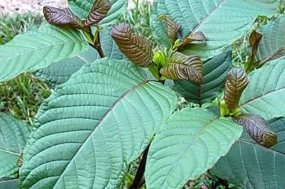 Cảnh báo nguy cơ thẩm lậu lá Kratom chứa chất ma túy vào Quảng Ngãi