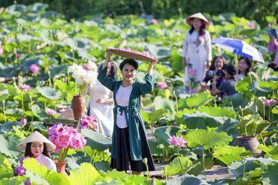 Hà Nội chuẩn bị tổ chức Lễ hội Sen 2026
