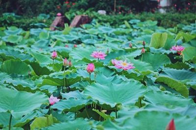 Sắp diễn ra Lễ hội Sen Hà Nội 2026