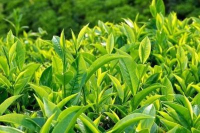 Uống trà xanh thay cà phê suốt nửa năm, bác sĩ nhận kết quả sức khỏe khiến nhiều người ngạc nhiên