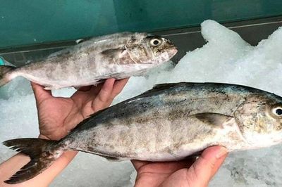 Nghe tên ai cũng bật cười, loài cá đặc sản này có giá tới 450.000 đồng/kg vẫn được thực khách săn lùng
