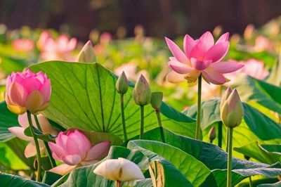 Lễ hội Sen Hà Nội 2026: Quảng bá hình ảnh Hà Nội, tôn vinh vẻ đẹp sen Việt