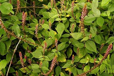 Tác dụng của cây cỏ xước với sức khỏe và cách sử dụng