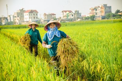 Giá lúa gạo hôm nay 23/6: Trong nước đi ngang, xuất khẩu vẫn ở mức cao