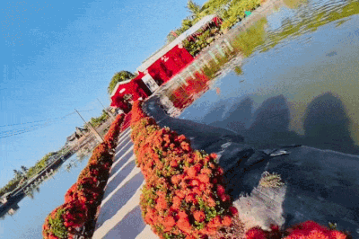 Đám cưới hoành tráng giữa vuông tôm rộng 1.500 m2 ở miền Tây