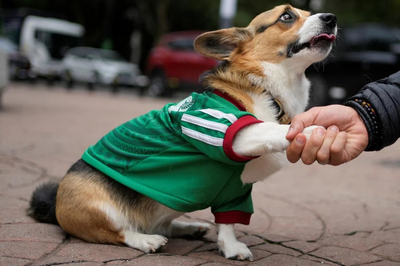 Cơn sốt World Cup tại Mexico lan đến cả thú cưng