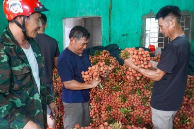 Vải thiều Bắc Ninh mất mùa nhưng thắng lớn, doanh thu gần 6.000 tỷ đồng