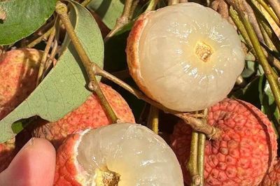 Phát hiện 2 dấu hiệu trên quả vải, tuyệt đối không ăn kẻo rước họa