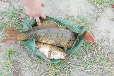 Nước sông Hồng xuống thấp, người dân đổ ra 'săn' cá chép khủng