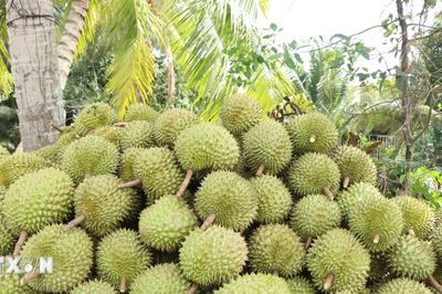 Nông sản Việt Nam - Trung Quốc: 'Muốn giữ thị trường, phải đi bằng chất lượng'