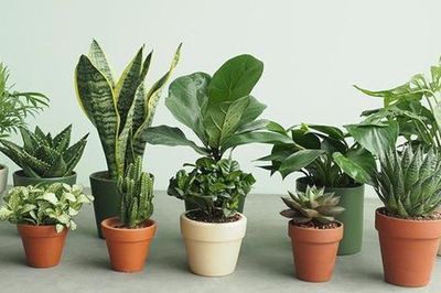 Nhỏ nhưng có 'võ': 2 cây phong thủy nào được dân công sở ưu ái trưng trên bàn làm việc?