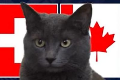 Mèo 'tiên tri' dự đoán trận đấu Thụy Sĩ vs Canada: Kết quả ra sao?