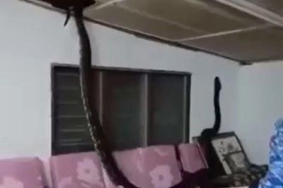 Tá hỏa phát hiện trăn dài hơn 3 mét từ trần nhà rơi xuống phòng khách