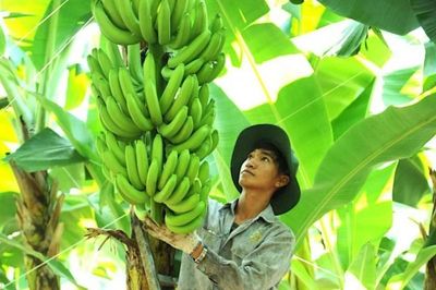 Muốn chinh phục Trung Quốc, nông sản phải đi bằng giá trị gia tăng